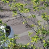 hooters_4430