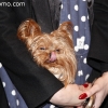meet-greet-7396